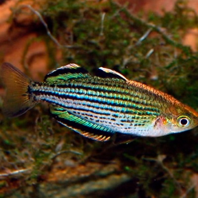 Skull Creek Rainbowfish