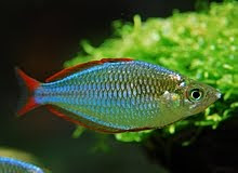 Praecox Neon Dwarf Rainbowfish