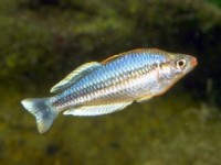 Pygmy Rainbowfish