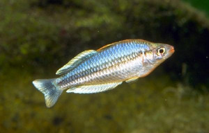 Pygmy Rainbowfish