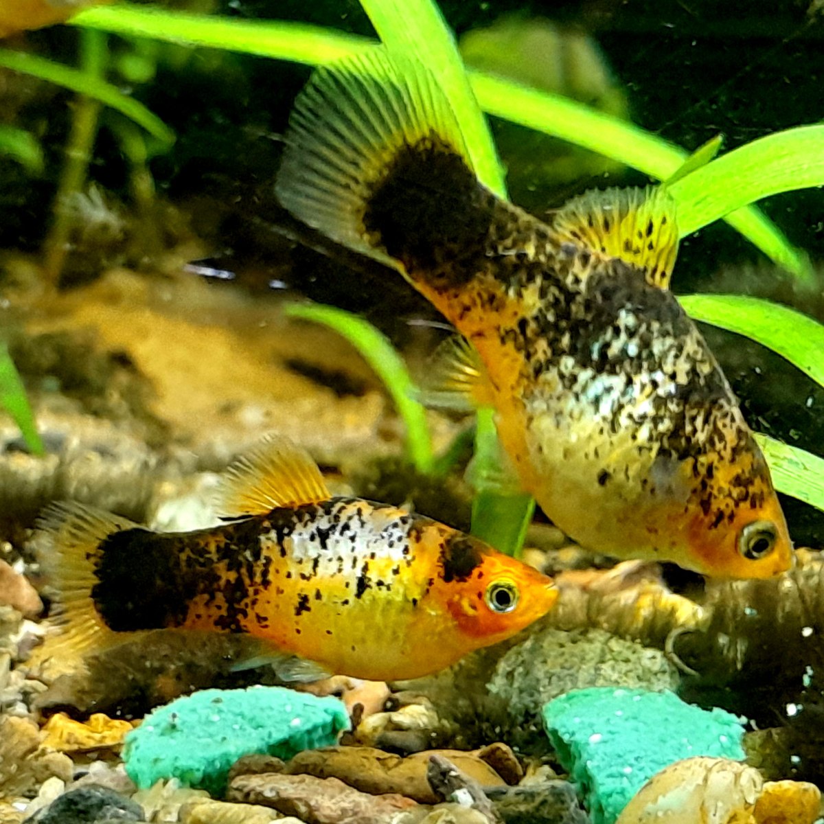 NEW! Gold Calico Platy