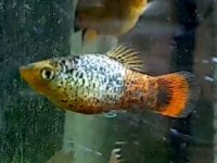NEW! Blue-Coral Calico Platy