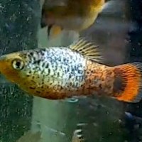 NEW! Blue-Coral Calico Platy
