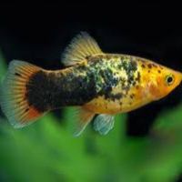 NEW! Assorted Calico Platy
