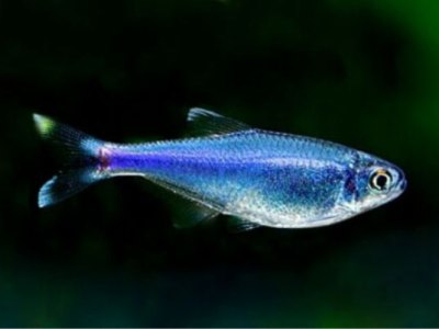 Cochus Blue Tetra (ON HOLD)